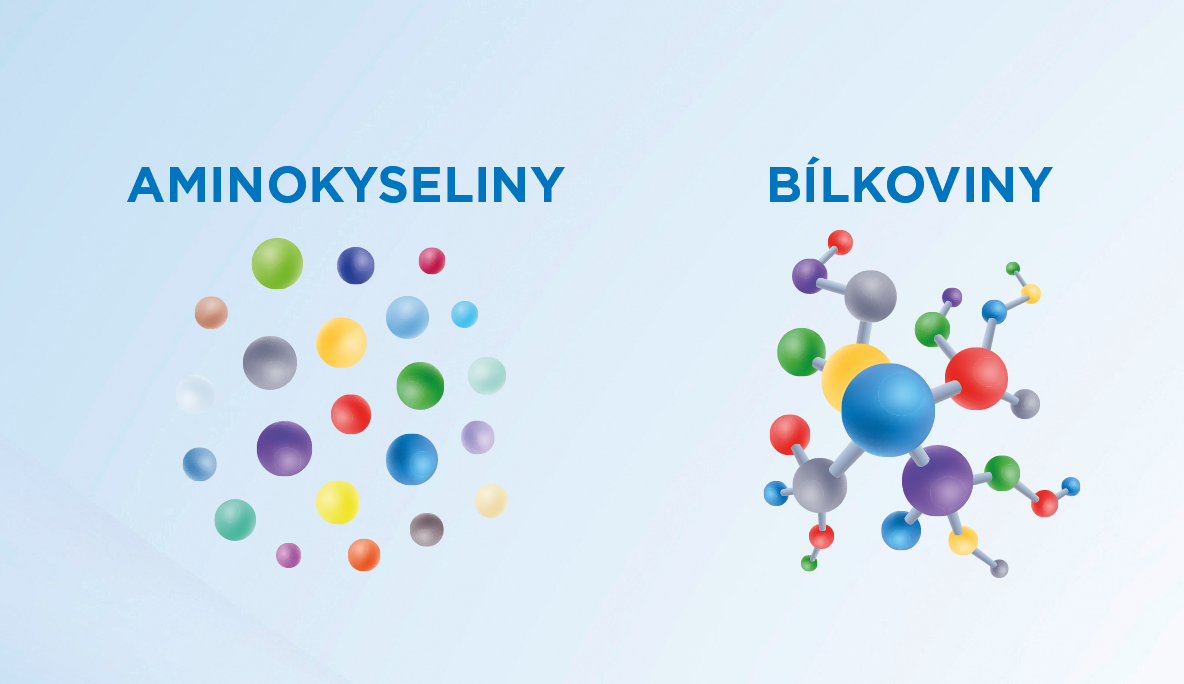 amninokyseliny_bílkoviny