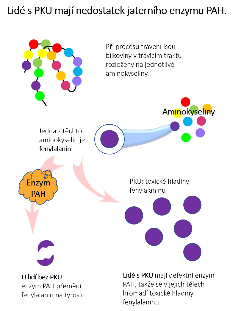 nedostatek jaterního enzymu PAH